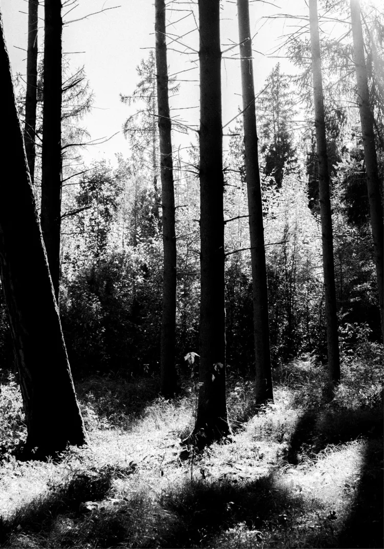 Black-and-white photograph of a forest – symbolic image