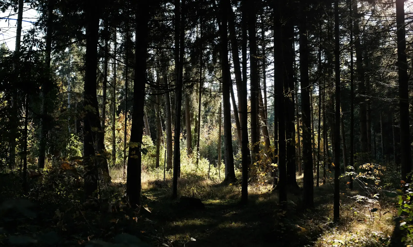 Wald in Gunskirchen