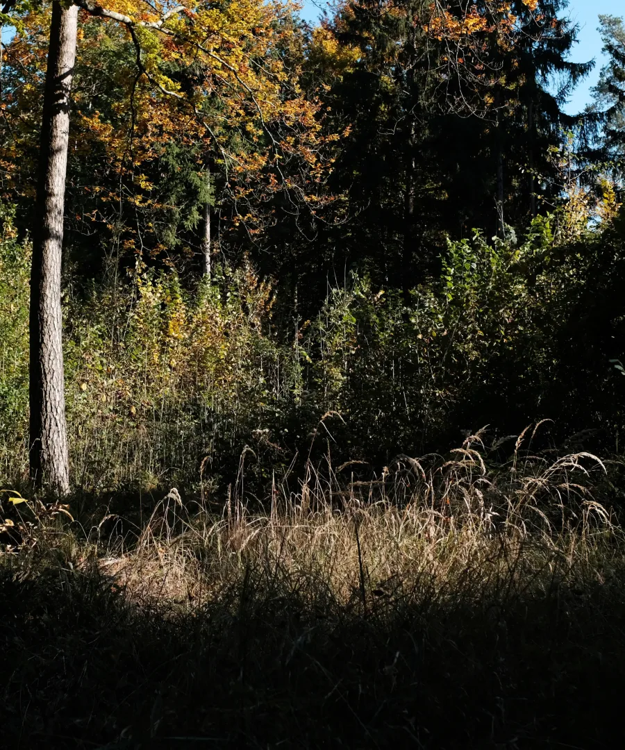 Wald am ehemaligen Lagergelände in Gunskirchen