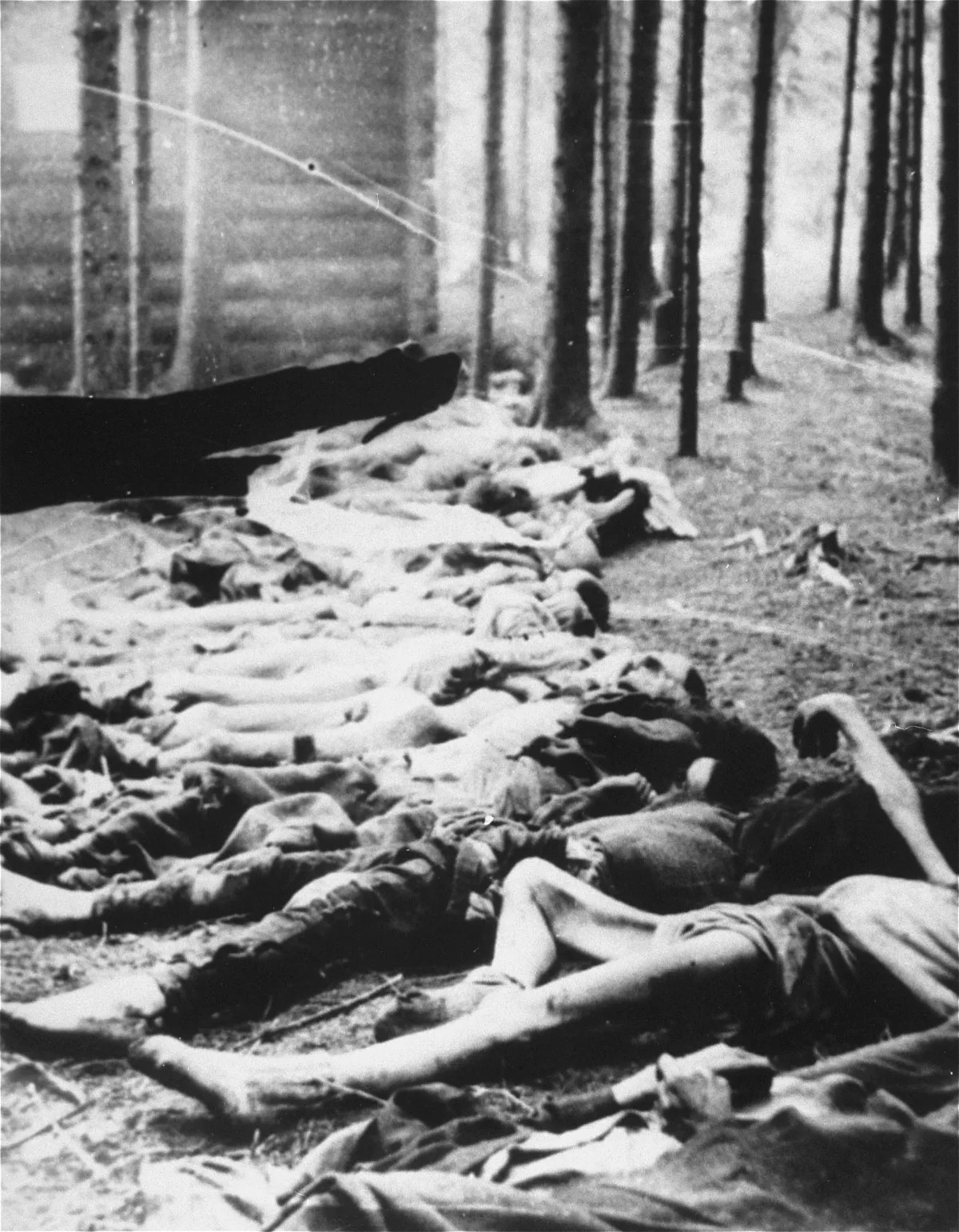 Leichen von KZ-Häftlingen im Wald am Areal des KZ-Außenlagers Gunskirchen. Aufgenommen kurz nach der Befreiung